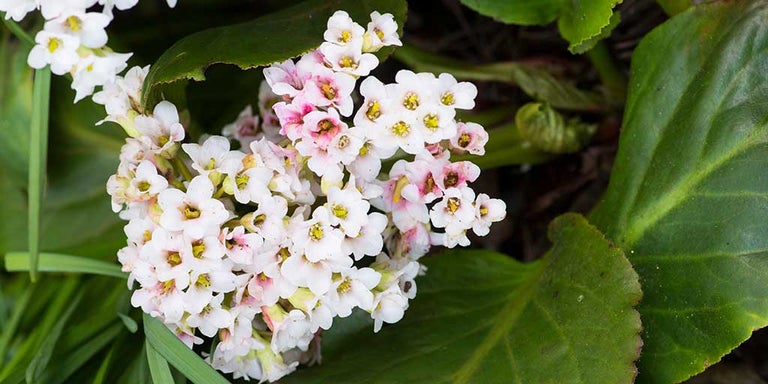 Buy bergenias from RHSplants.co.uk