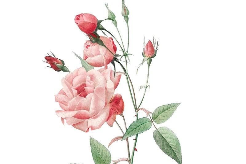 Roses reconsidered