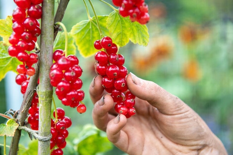 How to grow redcurrants | RHS Guide