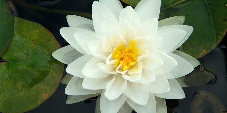 Buy waterlilies from RHSplants.co.uk