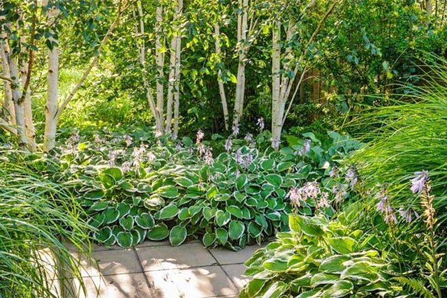 RHS guide to woodland gardening