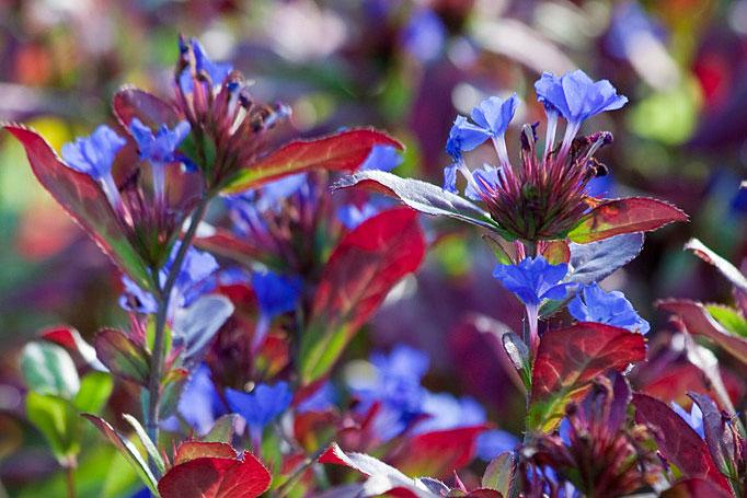 Red and blue combo