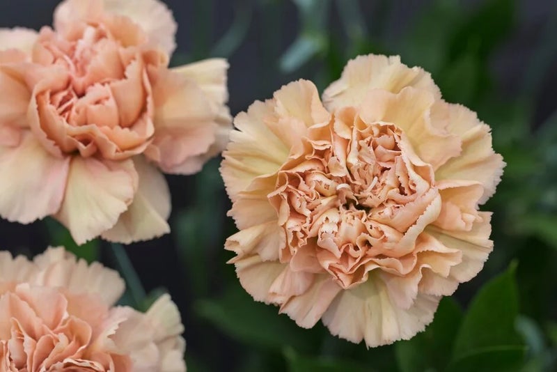 New carnation with a musical note