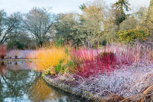 Winter walks at RHS Gardens