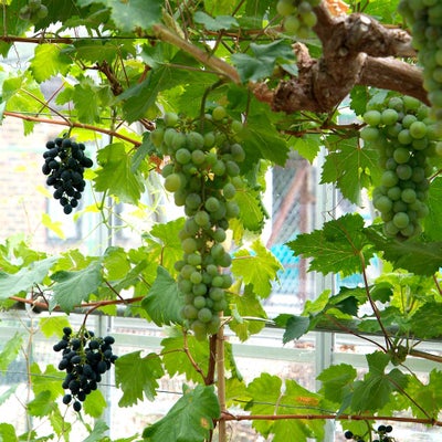 Grapes growing indoors