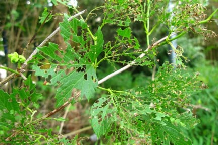 Viburnum beetle damage on guelder rose <EM>Viburnum opulus</EM>