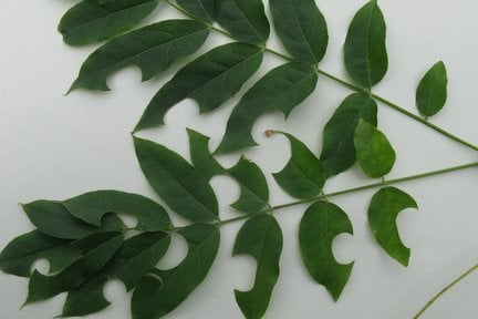 Leaf cutter bee damage on false acacia