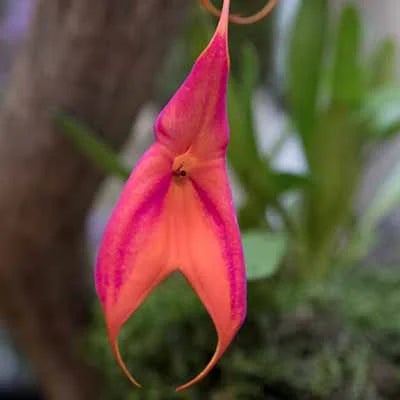 Oscar Wilde describing an orchid