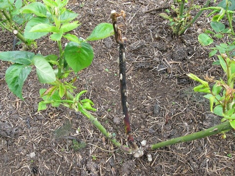 Rose rust: Symptoms & Control | RHS Advice