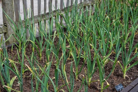 How to grow garlic | RHS Guide