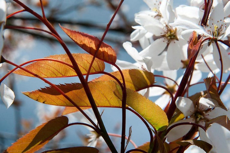 Flowering trees for small gardens
