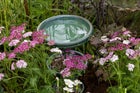 Thumbnail: Nurture Nature – Nature Nurtures