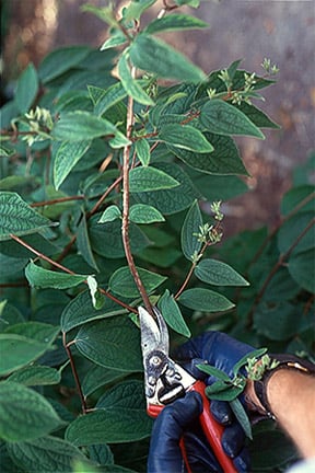 Pruning a summer-flowering shrub.