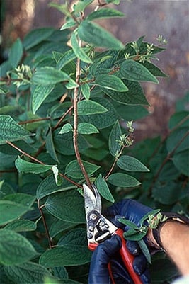 Pruning a summer-flowering shrub.