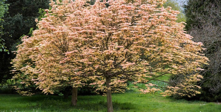Larger acers