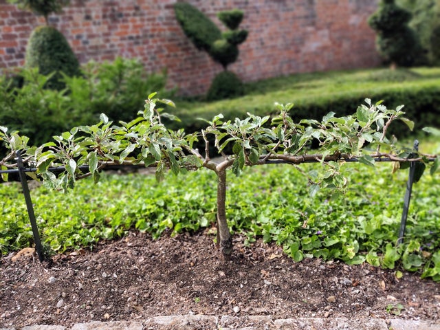 Stepovers make an attractive edging to veg beds ©RHS/Lenka Cooke