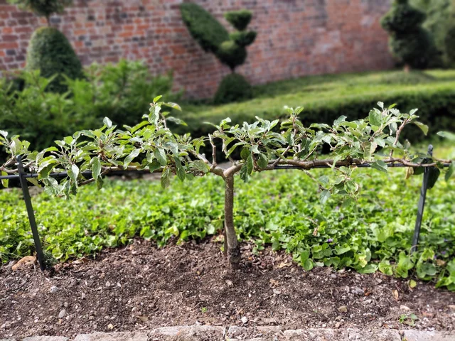 Stepovers make an attractive edging to veg beds ©RHS/Lenka Cooke