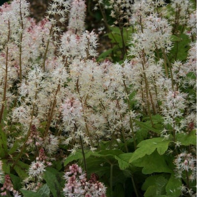 Tiarella ‘Spring Symphony’