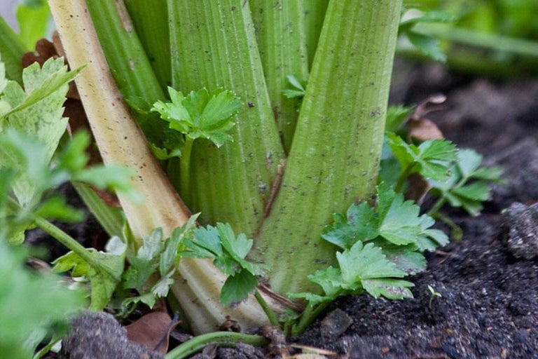 Buy celery at RHSplants.co.uk