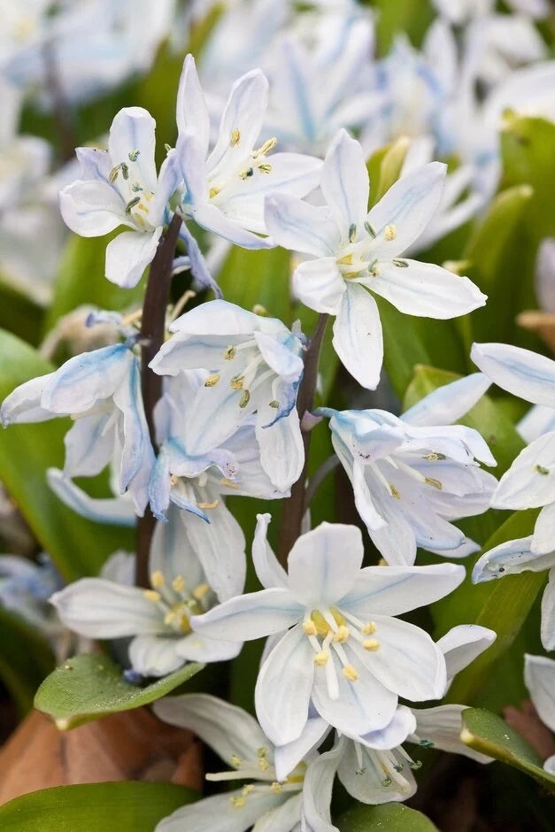 Long-lasting flowers