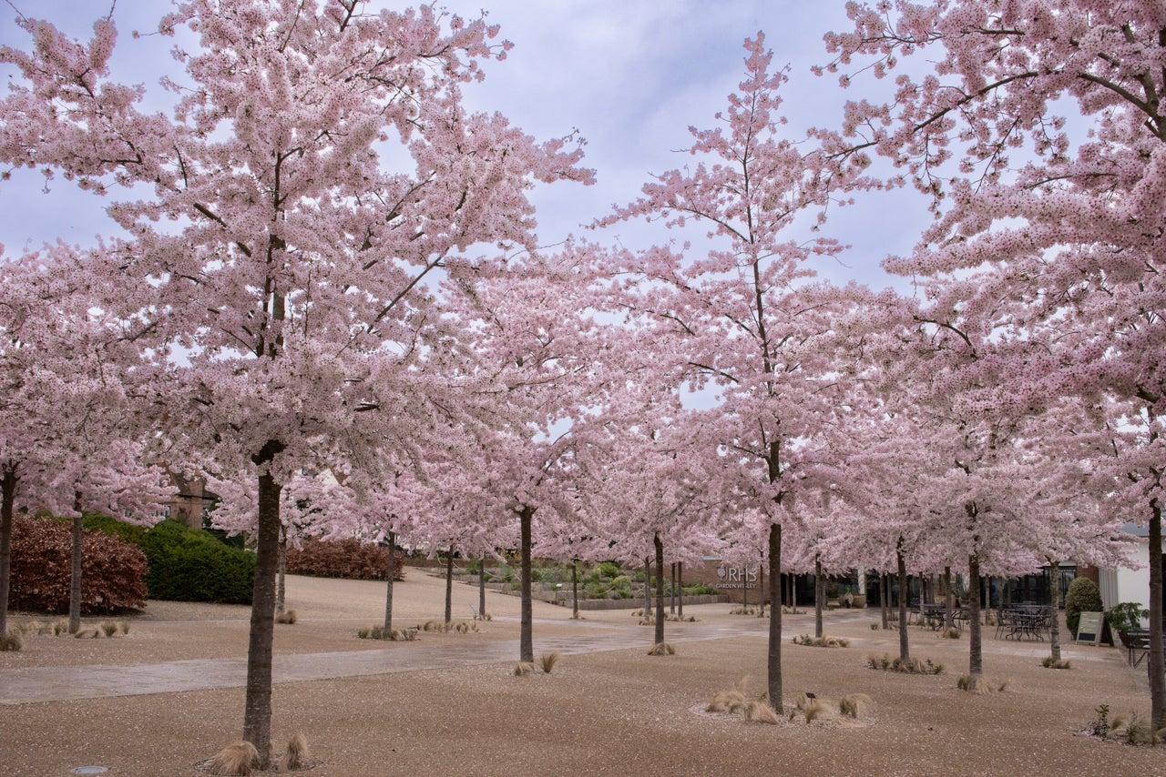 Large prunus (ornamental cherry)