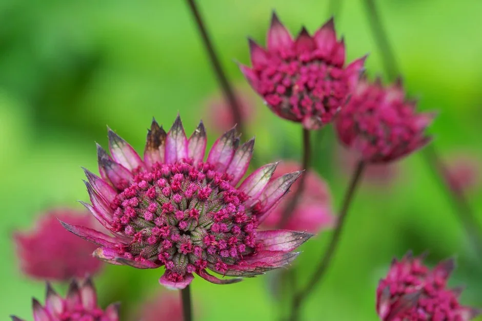 Letham Plants