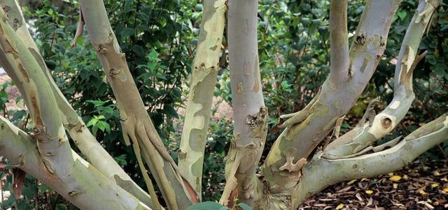 Award-winning trees and shrubs with silver foliage