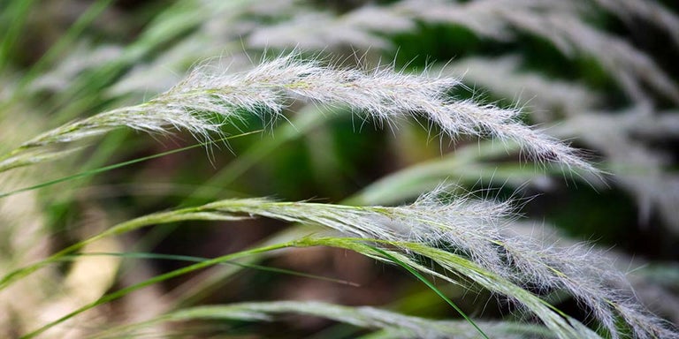 Buy stipa from RHSplants.co.uk