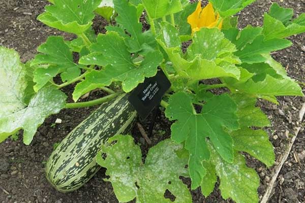 ‘Badger Cross’ AGM