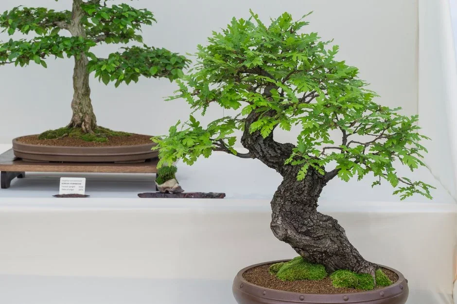 Derbyshire Bonsai