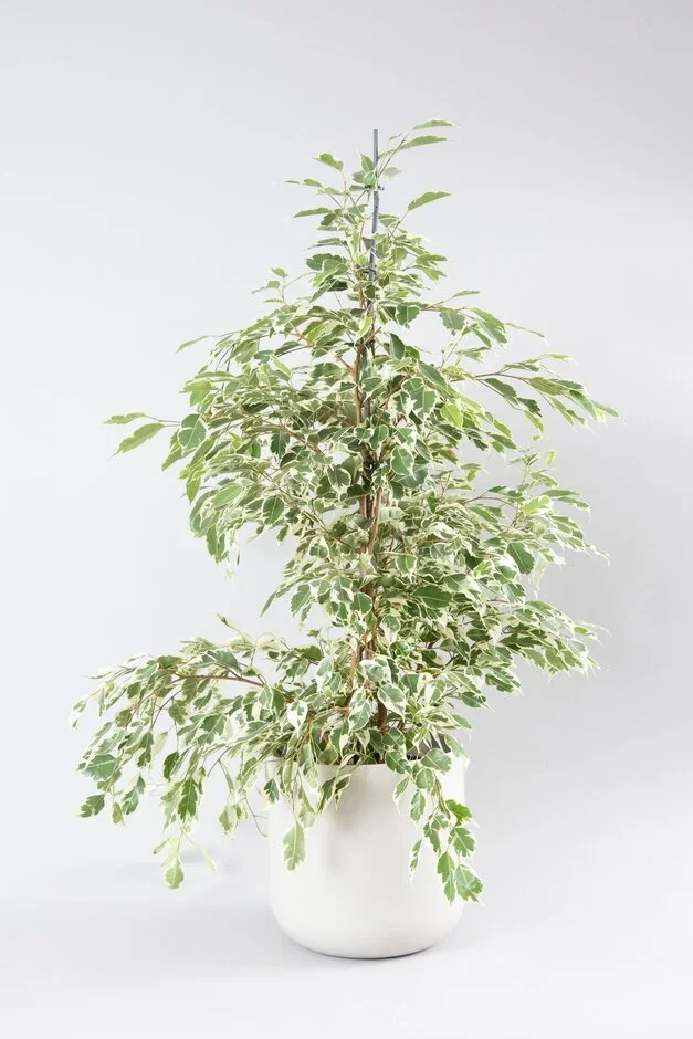 1. Weeping fig (Ficus benjamina)