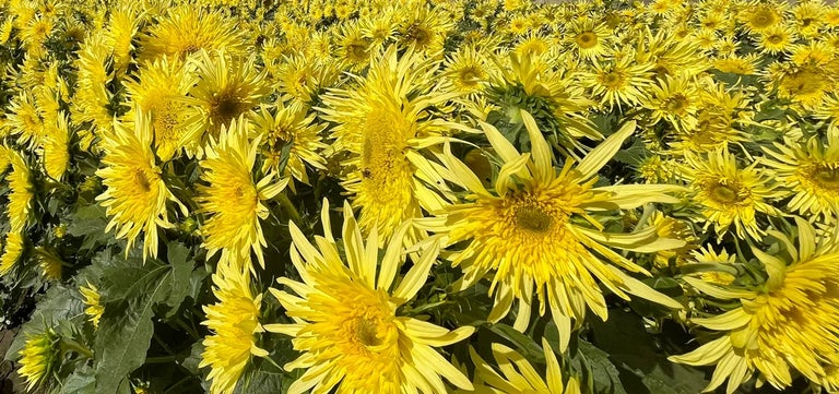 New plants: Helianthus ‘Lemon Cutie’