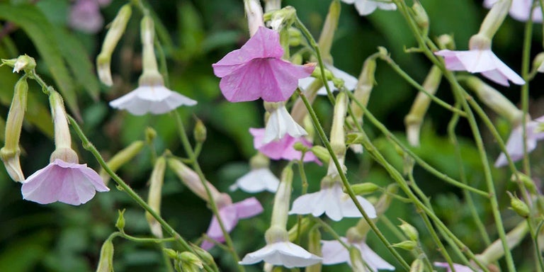 Buy nicotianas from RHSplants.co.uk