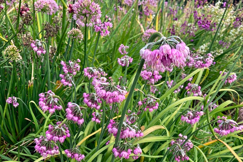 A group of purple flowers