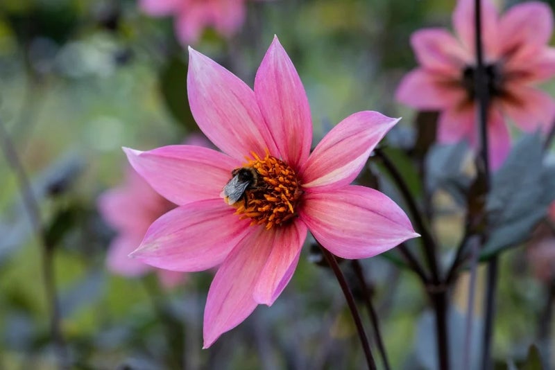 dahlia-Hawaiian-Sunrise-with-bee