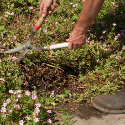 The Hampton Hack promotes fresh foliage and a new flush of flowers