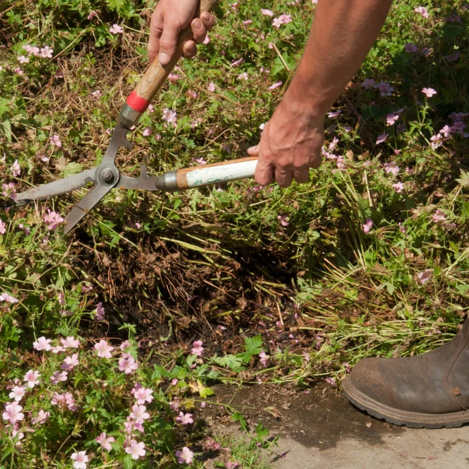 The Hampton Hack promotes fresh foliage and a new flush of flowers