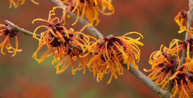 Discover witch hazels