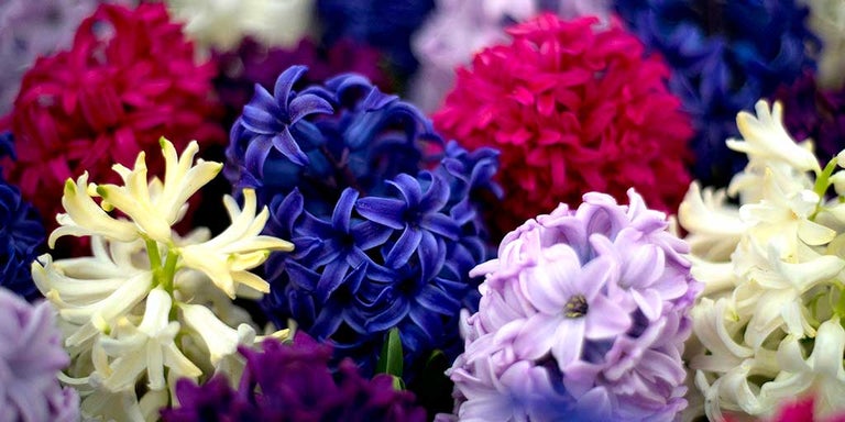 Buy hyacinths from RHSplants.co.uk