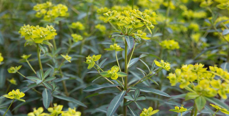 Euphorbia