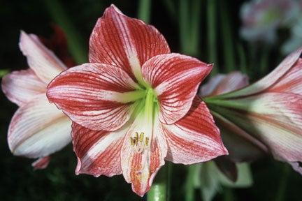 <EM>Hippeastrum</EM> (Diamond Group) 'Fairytale'