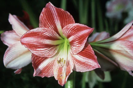 Hippeastrum