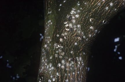 Orchid Scale Insects: How to Treat | RHS Advice