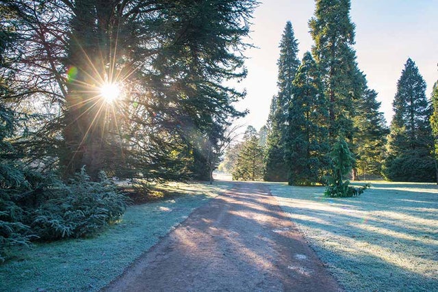 What are evergreen trees?