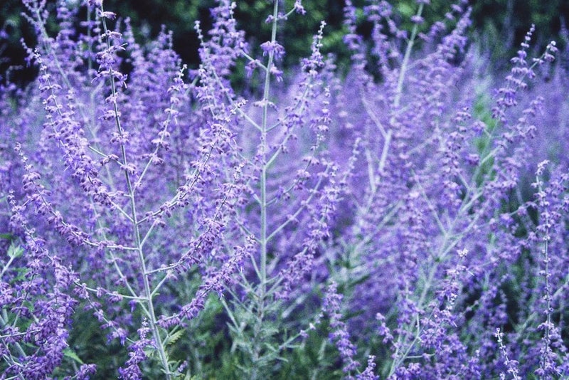 Sumptuous scents