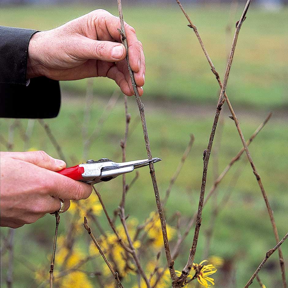 Pruning Hamamelis