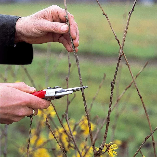 Pruning Hamamelis