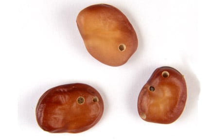 Holes caused by broad bean seed beetle