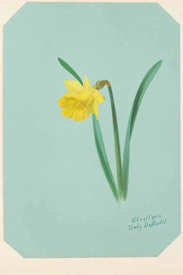 Watercolour of the Tenby daffodil (Narcissus obvallaris), part of the Copeland Collection of Daffodil Paintings
