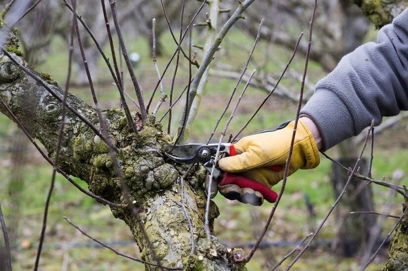 Apples and pears: managing watershoots | RHS Advice